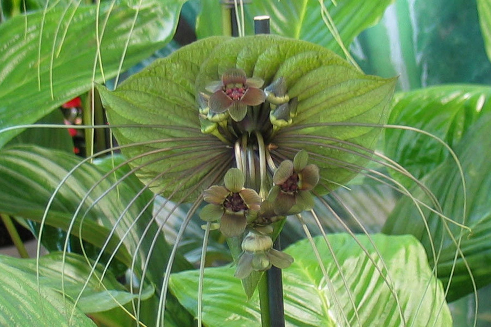 Tacca chantrieri Green 20_Seeds | Etsy