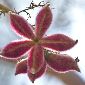 Sterculia Urens | Ghost Tree | Kulu | Indian Tragacanth | Gum Karaya ...