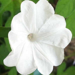 Ipomoea pes-tigridis Tigers Foot Morning Glory 10_Seeds image 1