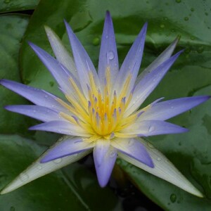 Nymphaea caerulea Blue Egyptian Lotus Sacred Water Lily 10_Seeds image 4