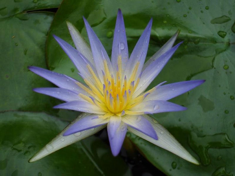 Nymphaea caerulea Blue Egyptian Lotus Sacred Water Lily 10_Seeds image 4