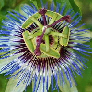 Passiflora Caerulea Blue Hardy Passion Flower 10_seeds - Etsy