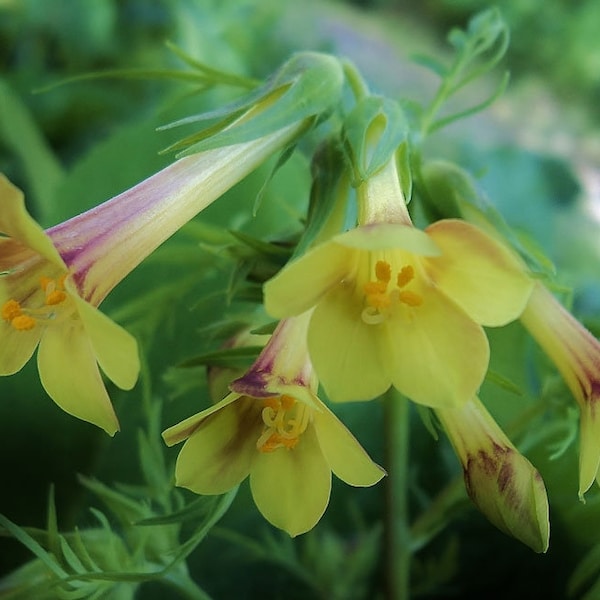 Polemonium pauciflorum | Few-flowered Jacobs Ladder | 20_Seeds