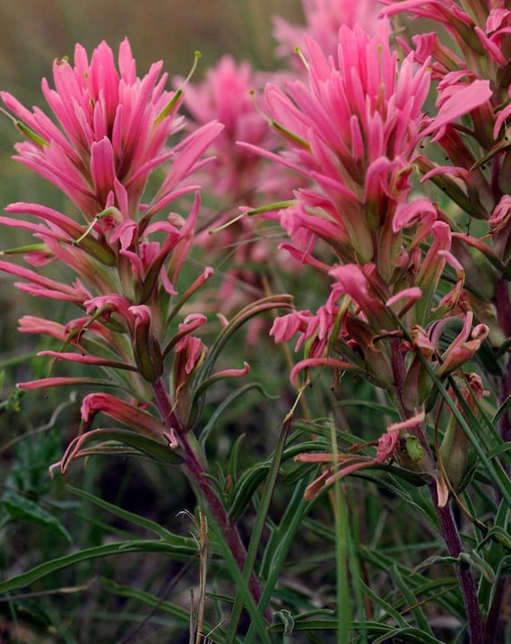 Castilleja Sessiliflora | Downy Indian Paintbrush | Paintedcup