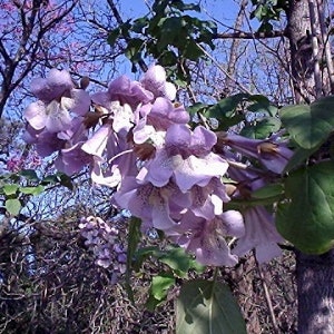 Paulownia fortunei Dragon Tree Fortunes Empress Sapphire 100_Seeds image 3