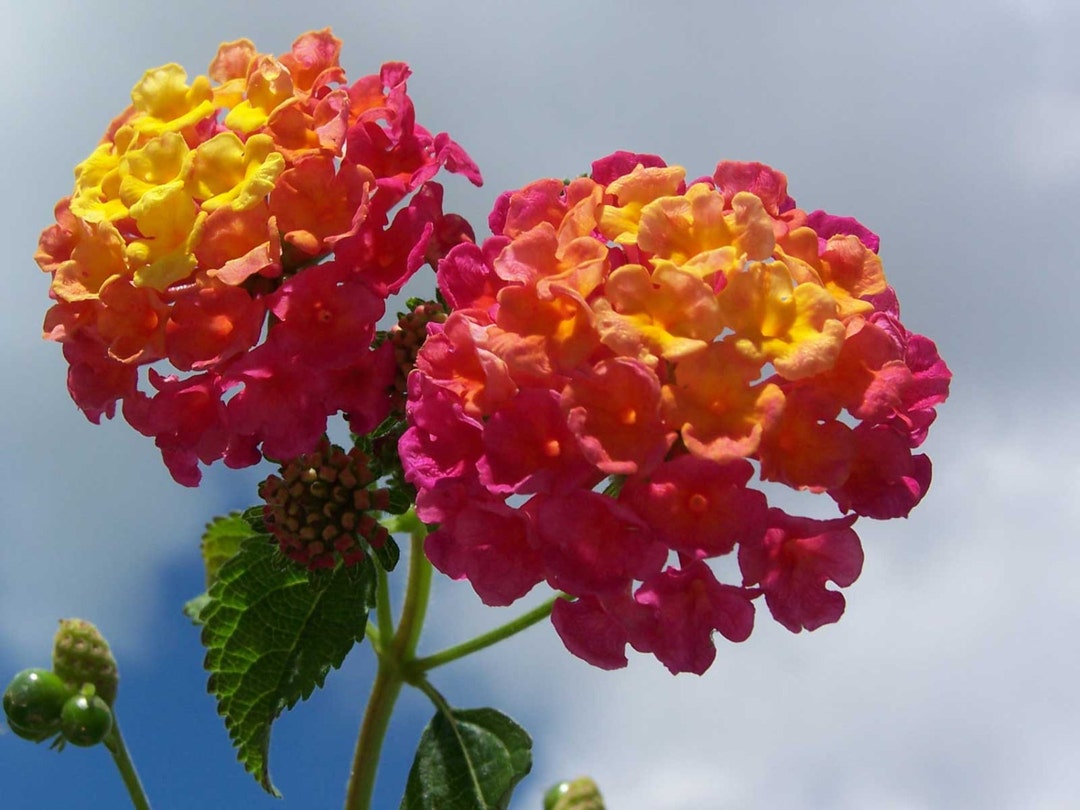 Lantana Camara Ham and Eggs 10_seeds Etsy