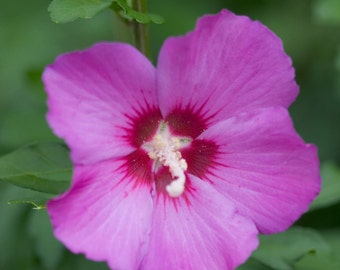 Hibiscus syriacus Violet Satin | Rose of Sharon | 10_seeds