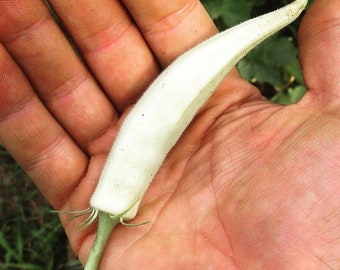Abelmoschus esculentus Fruits blancs | Gombo de velours blanc | Doigts de dames| 10_Seeds