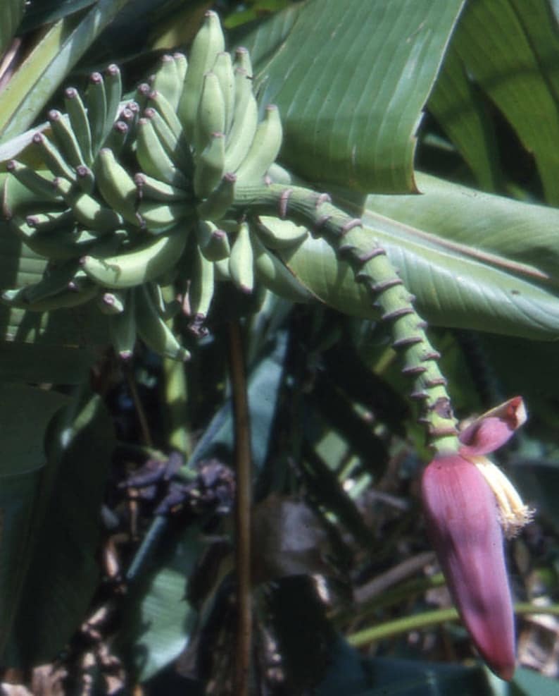 Musa thomsonii 5_Seeds image 1