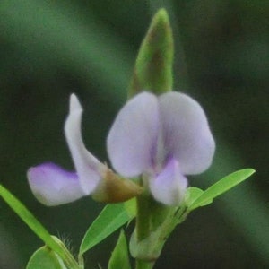 Codariocalyx motorius | Dancing Plant | Telegraph | Semaphore | 20_Seeds
