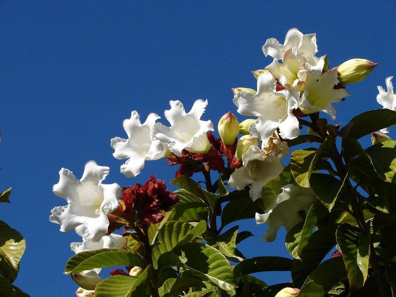 Beaumontia grandiflora Heralds Trumpet Easter Lily Vine 20_Seeds image 2