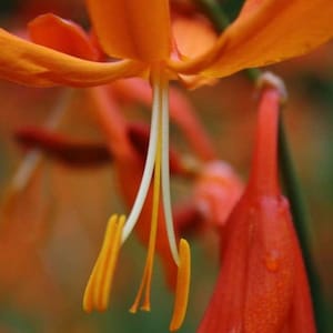 Crocosmia aurea Falling Stars Valentine Flower Montbretia 5_Seeds image 3