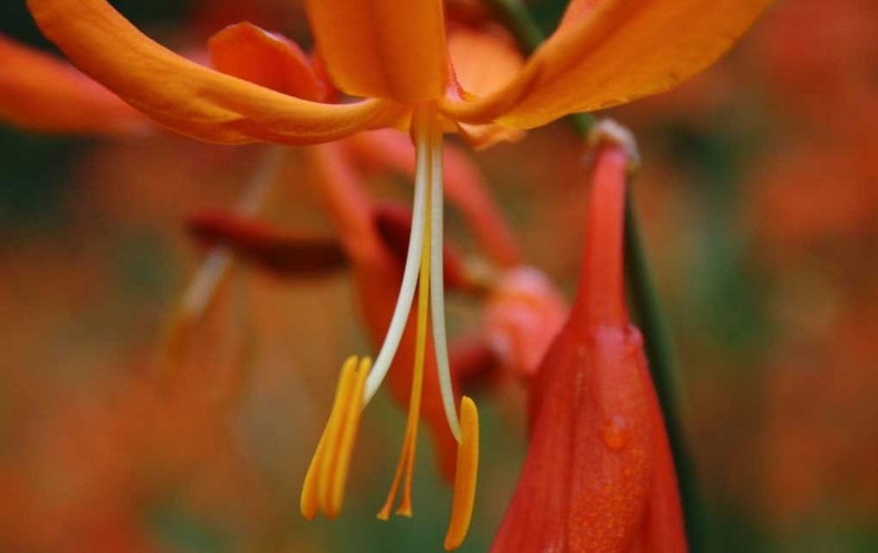 Crocosmia aurea Falling Stars Valentine Flower Montbretia 5_Seeds image 3