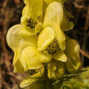 Aconitum anthora Yellow Monkshood 10_Seeds image 3