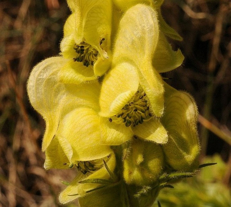 Aconitum anthora Yellow Monkshood 10_Seeds image 3