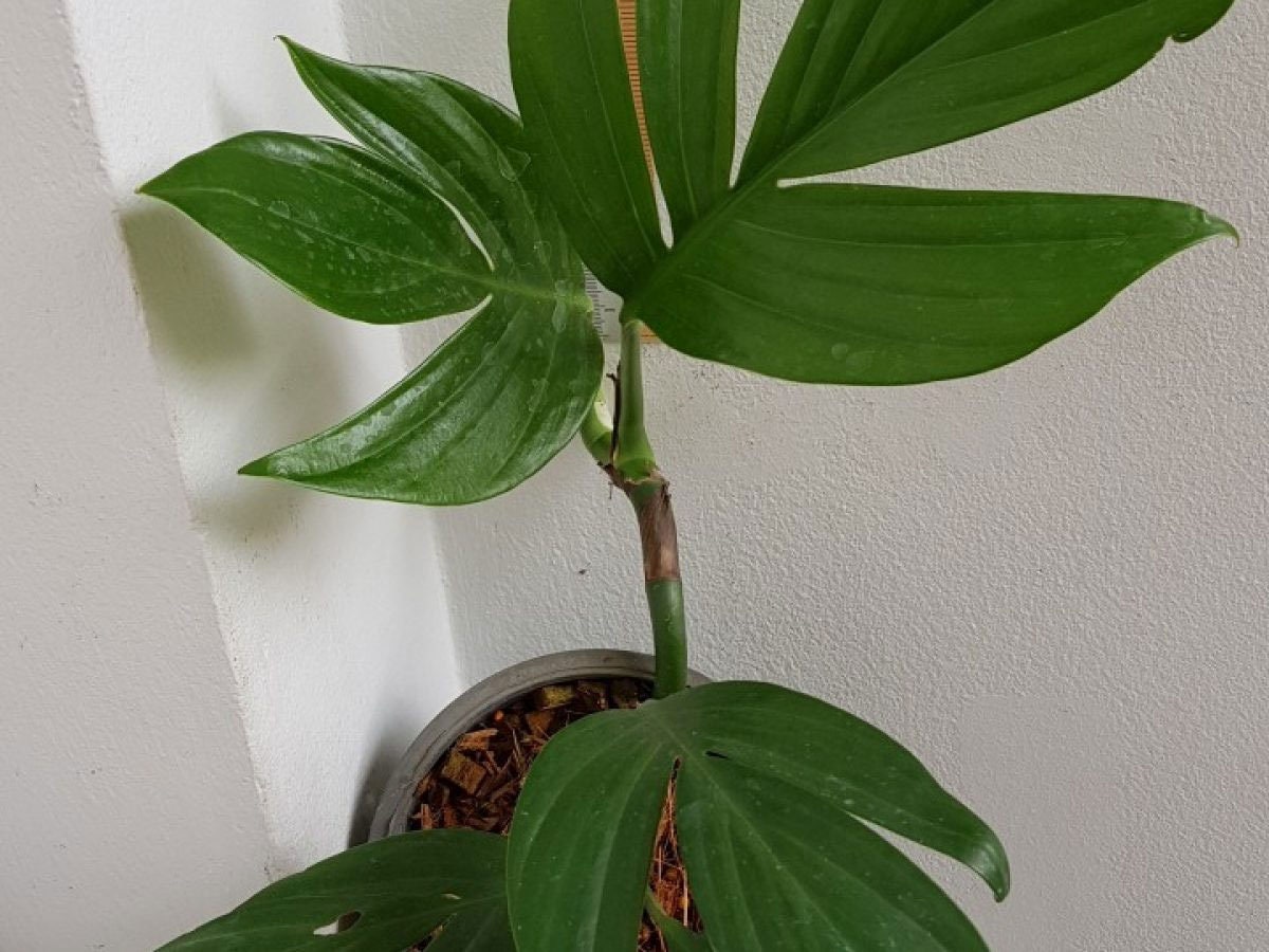 monstera schmuck Halskette, Monstera – Lückheide main image 1