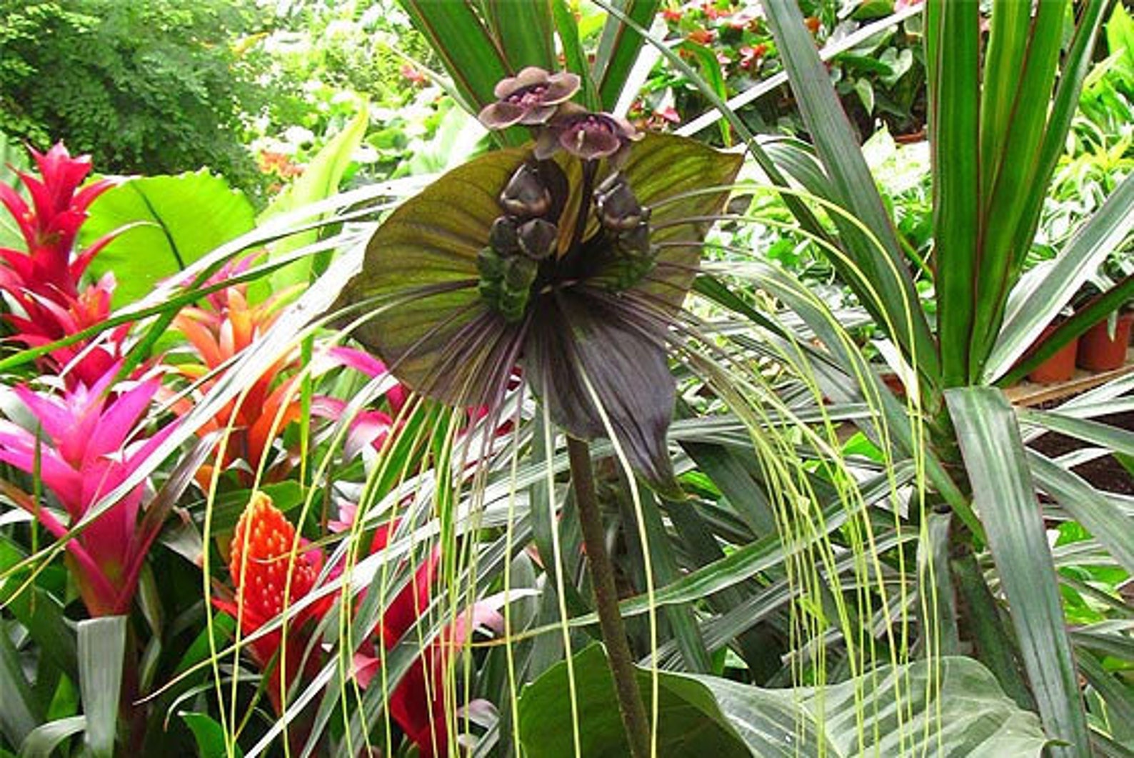 Tacca chantrieri Green 20_Seeds | Etsy