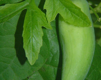 Cyclanthera pedata | Stuffing Cucumber | Slipper Gourd | Achocha | 20_Seeds