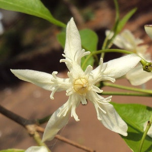 Wrightia tinctoria | Pala Indigo | Dyers Oleander | 20_Seeds