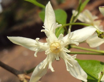 Wrightia tinctoria | Pala Indigo | Dyers Oleander | 20_Seeds