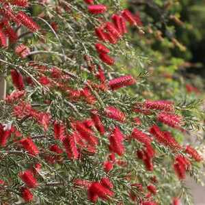 Callistemon rigidus Red Cluster Bottlebrush Tree Clemson Hardy 50_Seeds image 3