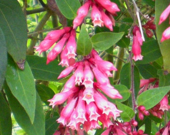 Cestrum elegans Smithii | Pink Cestrum | 10_Seeds