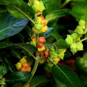 Puede incluir: Primer plano de una planta verde con racimos de peque&ntilde;as frutas redondas de color naranja y verde. Las frutas est&aacute;n unidas al tallo de la planta.
