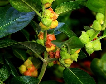 Withania somnifera | Ashwagandha | Indian Ginseng | Winter Cherry | 100_Seeds
