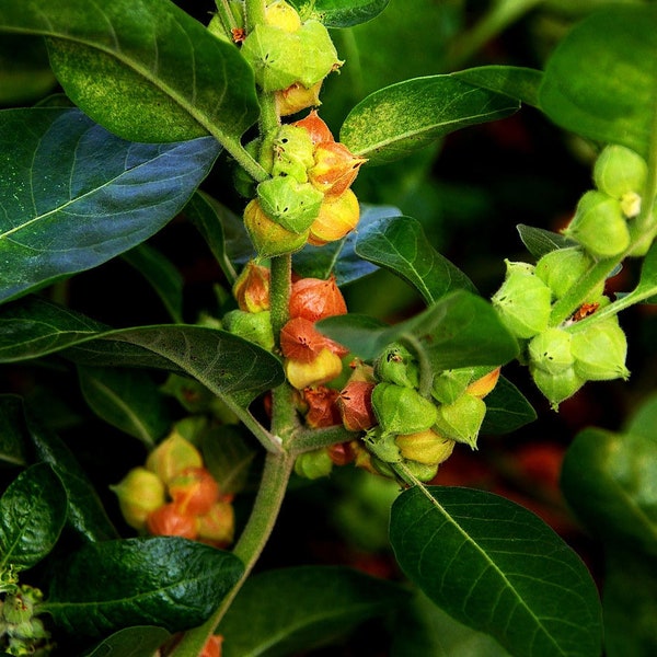 Withania somnifera | Ashwagandha | Ginseng indiano | Cereja de inverno | 100 sementes