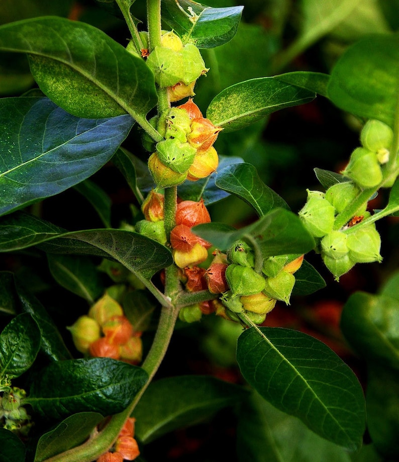 Puede incluir: Primer plano de una planta verde con racimos de peque&ntilde;as frutas redondas de color naranja y verde. Las frutas est&aacute;n unidas al tallo de la planta.
