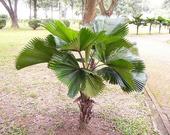 thumbnail image 2 of Licuala Grandis Seeds – Vanuatu Fan Palm / Ruffled Fan Palm (Fresh Seeds) 2 of 4