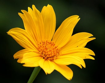 Tithonia diversifolia | Mexican Bolivian Sunflower | Marigold Tree | 20_Seeds