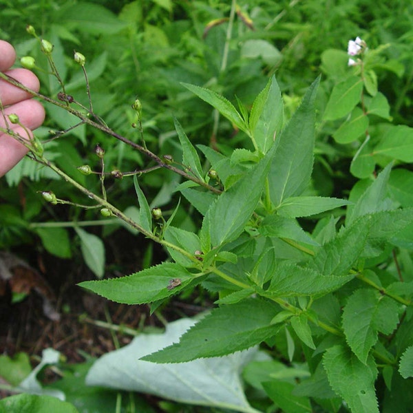 Scrophularia lanceolata|Lanceleaf Figwort|Early Figwort| 1000_Seeds