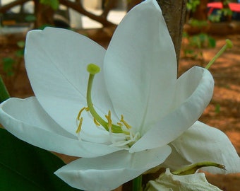 Bauhinia acuminata | Dwarf | White & Snowy Orchid Tree | 5_Seeds