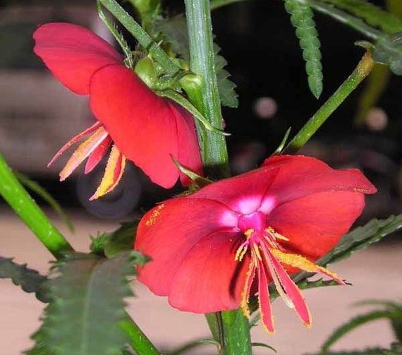 Pentapetes Phoenicea | Noon Flower | Midday Scarlet Mallow