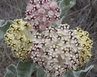 Asclepias eriocarpa | Indian Kotolo Milkweed | woollypod | 10_Seeds