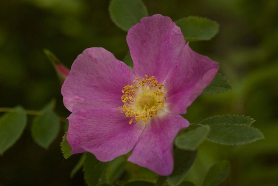 Rosa Woodsii | Wild Mountain Woods Rose | 20_seeds - Etsy