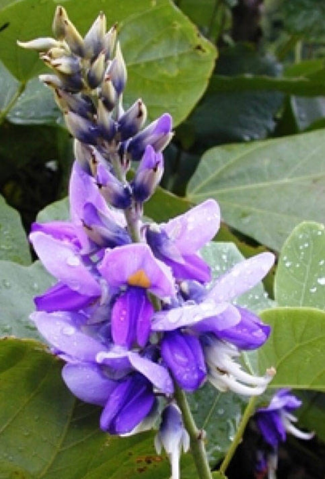Pueraria tuberosa Indian and Nepalese kudzu 5_Seeds Etsy