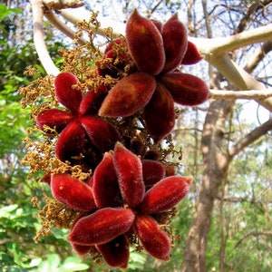 Sterculia urens Ghost Tree Kulu Indian Tragacanth Gum Karaya 5_Seeds image 1