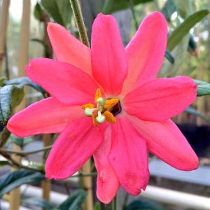 Passiflora adulterina | Passion Flower Vine | 10_Seeds