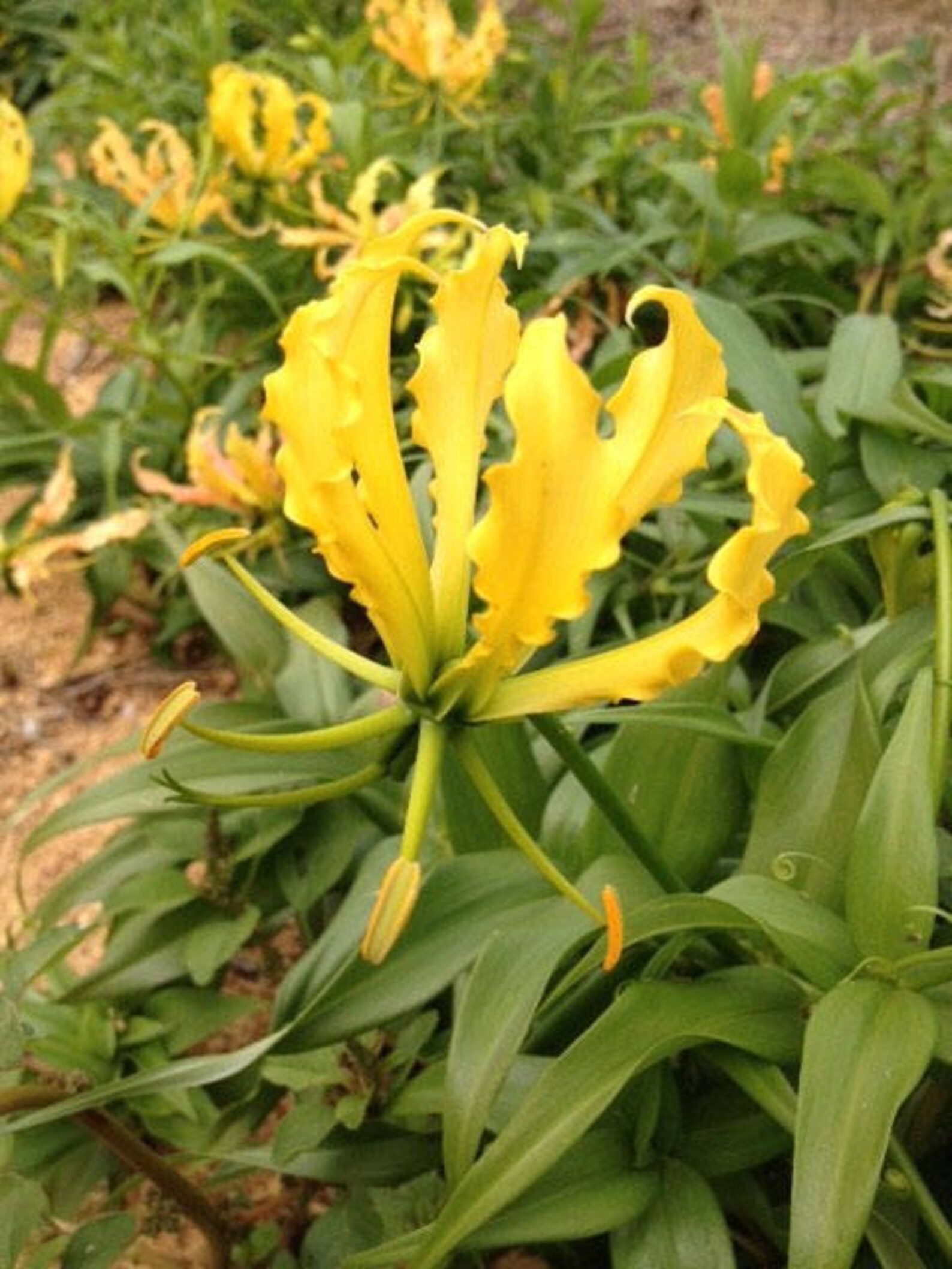 Gloriosa Lutea Yellow Glory Lily 20_seeds Etsy
