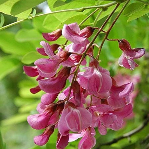 Indigofera tinctoria | Bengal or Madras or True Indigo | 100_Seeds