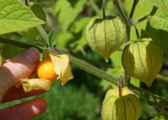 Buy Physalis Pruinosa | Ground Cherry | Strawberry Husk Tomato | 20_seeds  Online in India - Etsy
