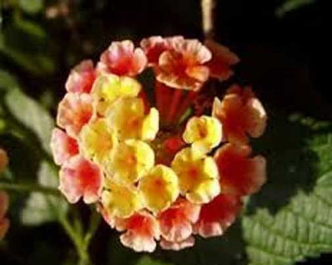Lantana Camara Ham and Eggs 10_seeds Etsy
