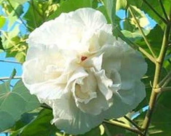 Mutabilis Rose - Etsy