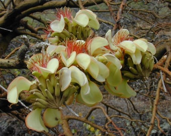 Adenanthera pavonina | False Wiliwili | Red-Bead Tree | 10_Seeds