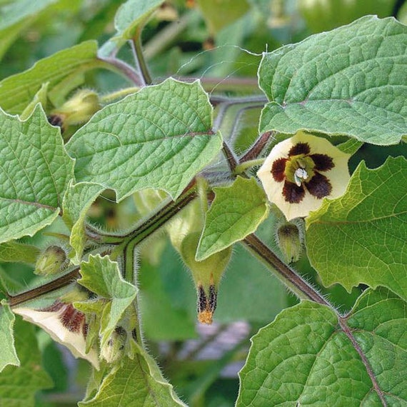 Physalis Peruviana | Cape Gooseberry |peruvian Ground Cherry|pohaberry|  50_seeds - Etsy Israel