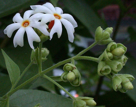 Nyctanthes Arbor Tristis Nuit Fleurs Jasmin Corail Annemarie 10seeds