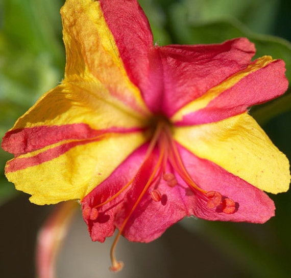 Mirabilis Jalapa Broken Colors | Four Oclock | Marvel of Peru