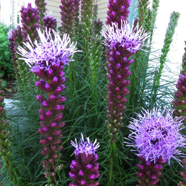 Liatris spicata| Gayfeather| Marsh Blazing Star| 100_Seeds